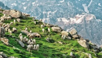 Triund Trek, Mcloadganj Dharamshala Tour