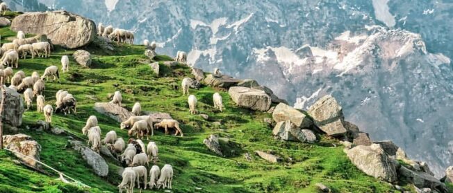 Triund Trek, Mcloadganj Dharamshala Tour